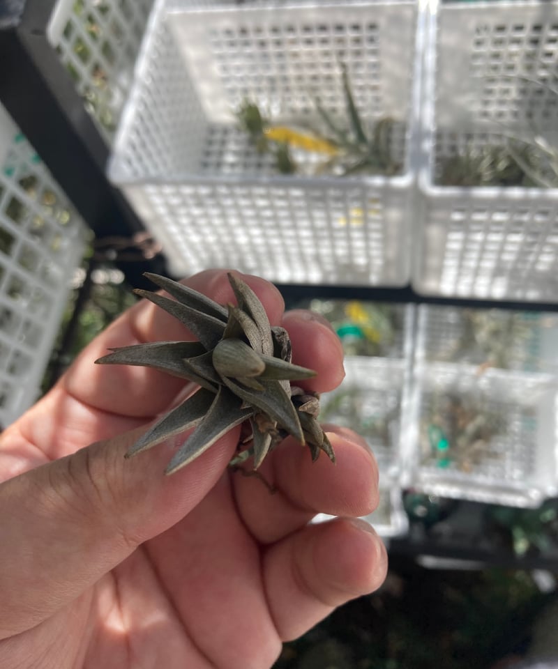 エアープランツ　ペイラノイ T.peiranoi | 【Good Field】エアープランツ専門店