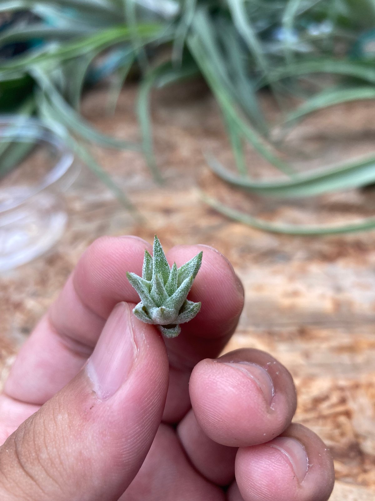 T.ionantha van-hyningii Minor YCB タグ有り Ꭲ.ionantha var. van-hyningii minor | 【Good Fiel