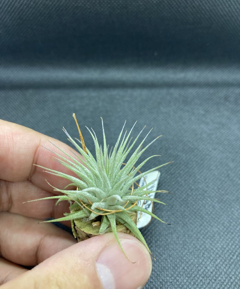 T.ionantha penito | 【Good Field】エアープランツ専門店