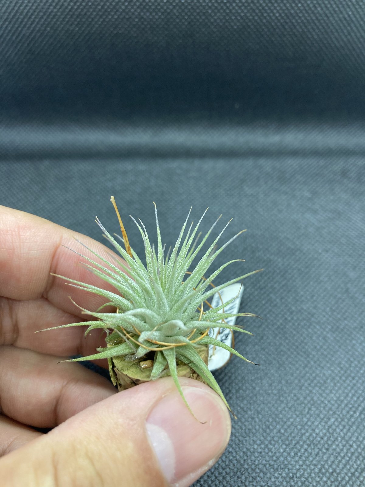 T.ionantha penito | 【Good Field】エアープランツ専門店 T.ionantha penito | 【Good Field】エアープランツ専門店