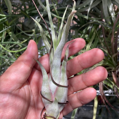 エーレルシアナ | STORES