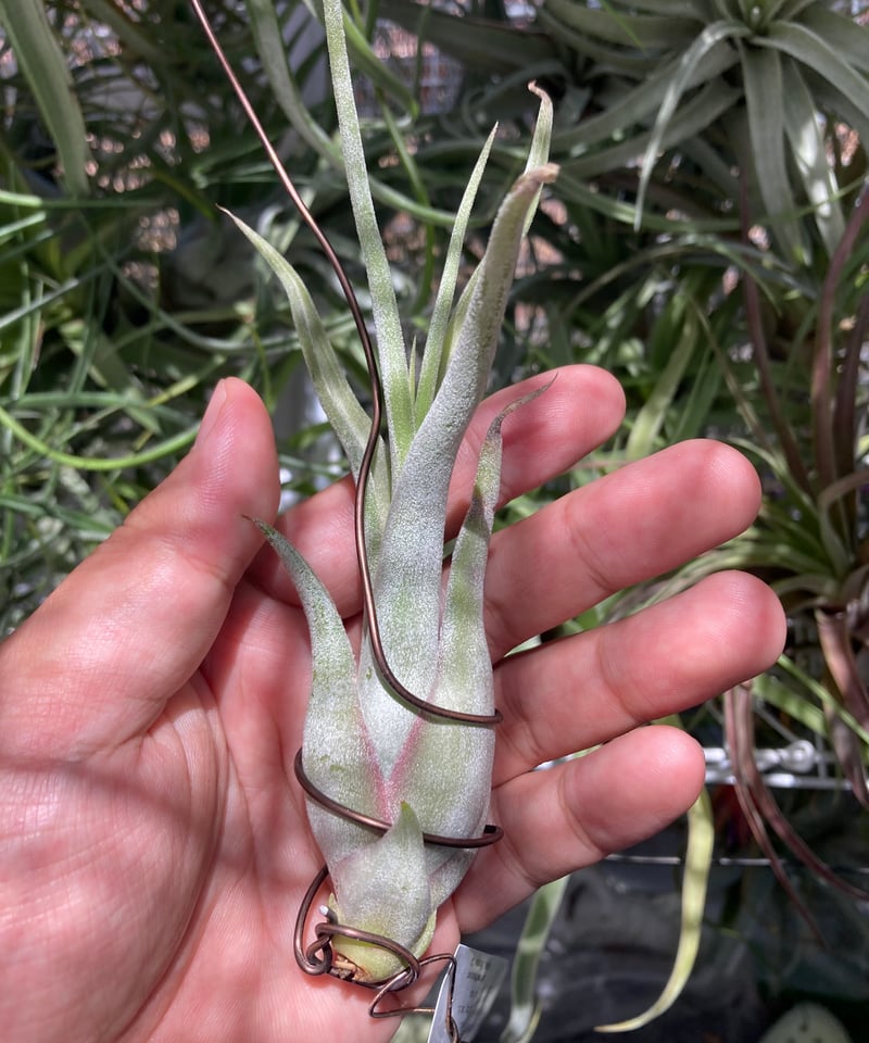 s*a様 T.caput-medusae 'Sonoran ' x T. T.caput-medusae sonoran snow | 【Good Field】エアープ