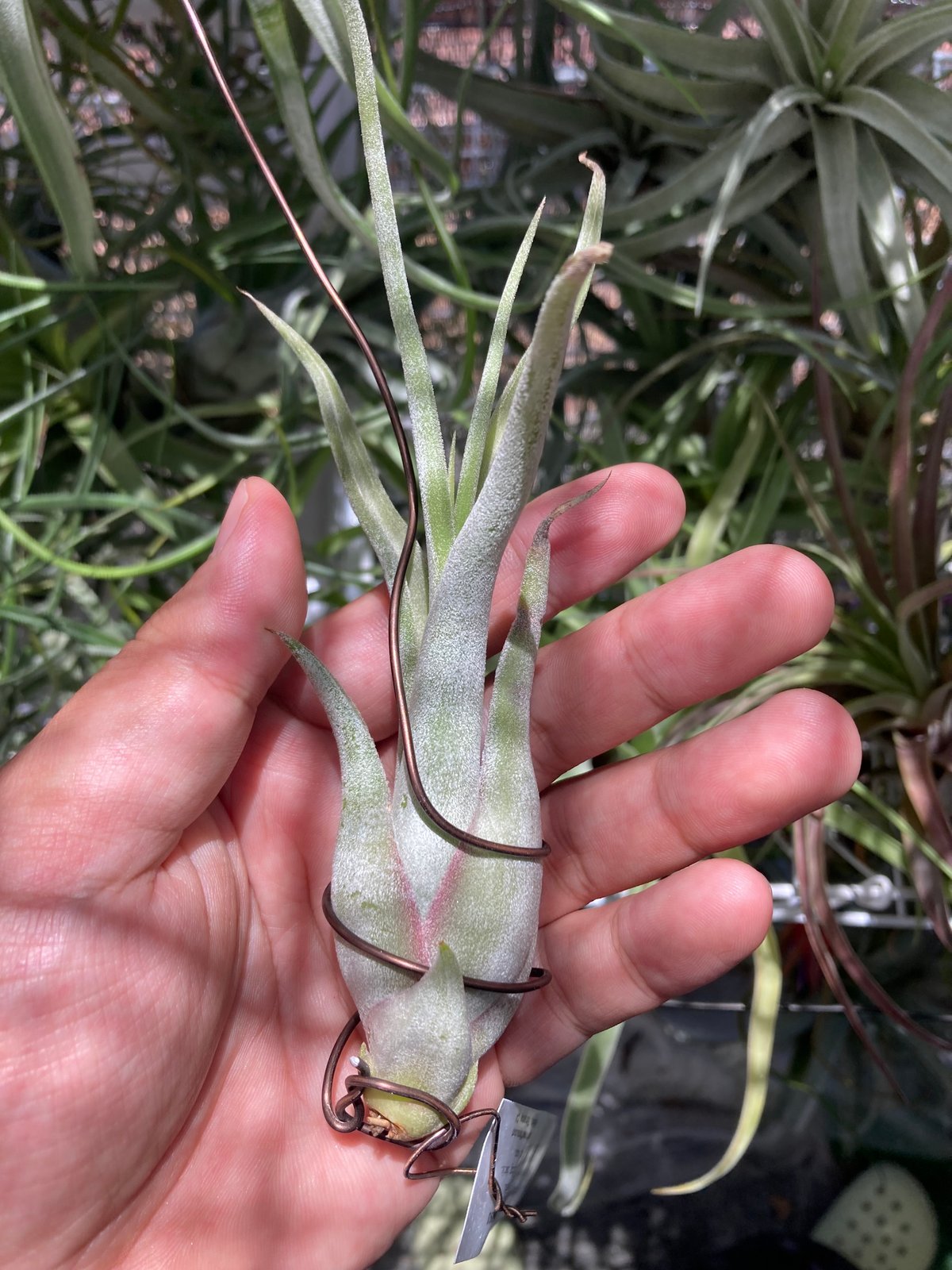 s*r様 T.caput-medusae 'Sonoran ' x T. T.caput-medusae ´Sonoran Snow´ x T.´BC´