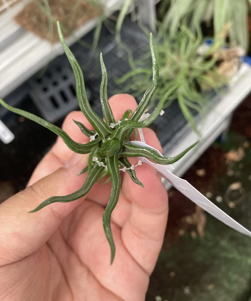 Ꭲ.bulbosa tiny dancer | 【Good Field】エアープランツ専門店