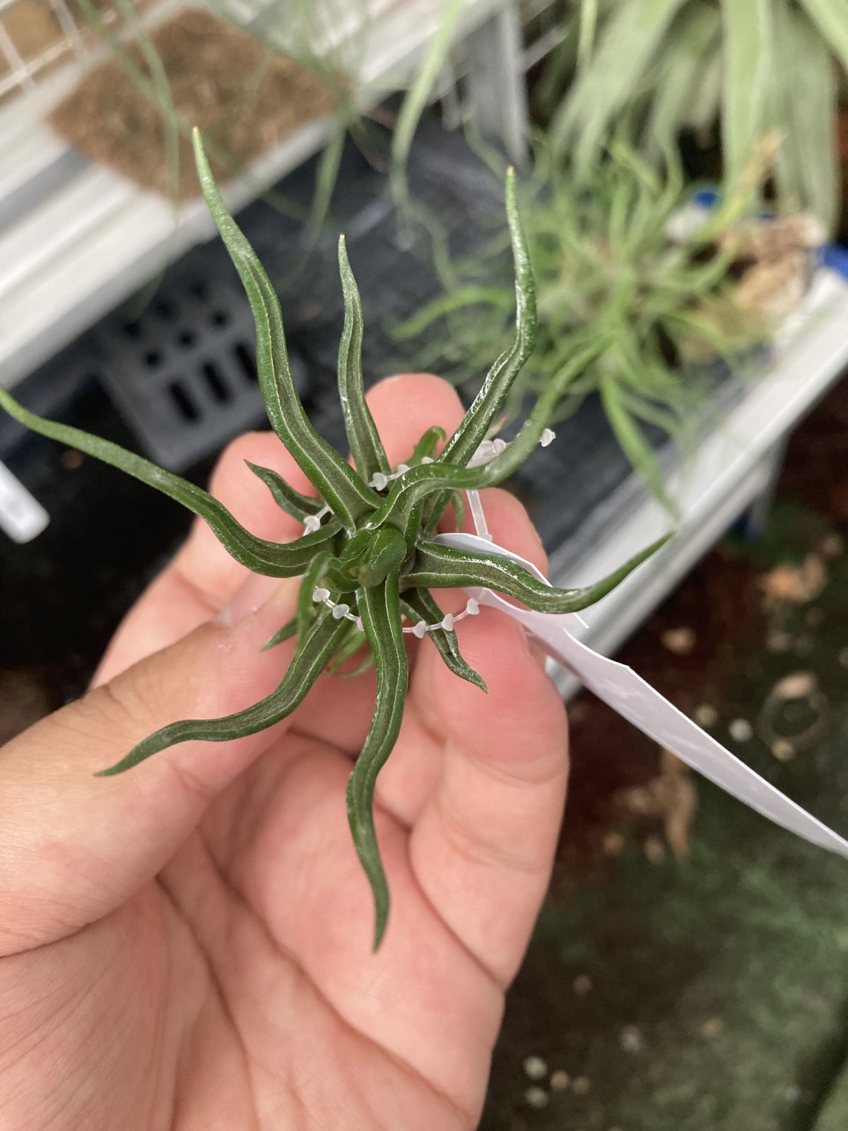 Ꭲ.bulbosa tiny dancer | 【Good Field】エアープランツ専門店