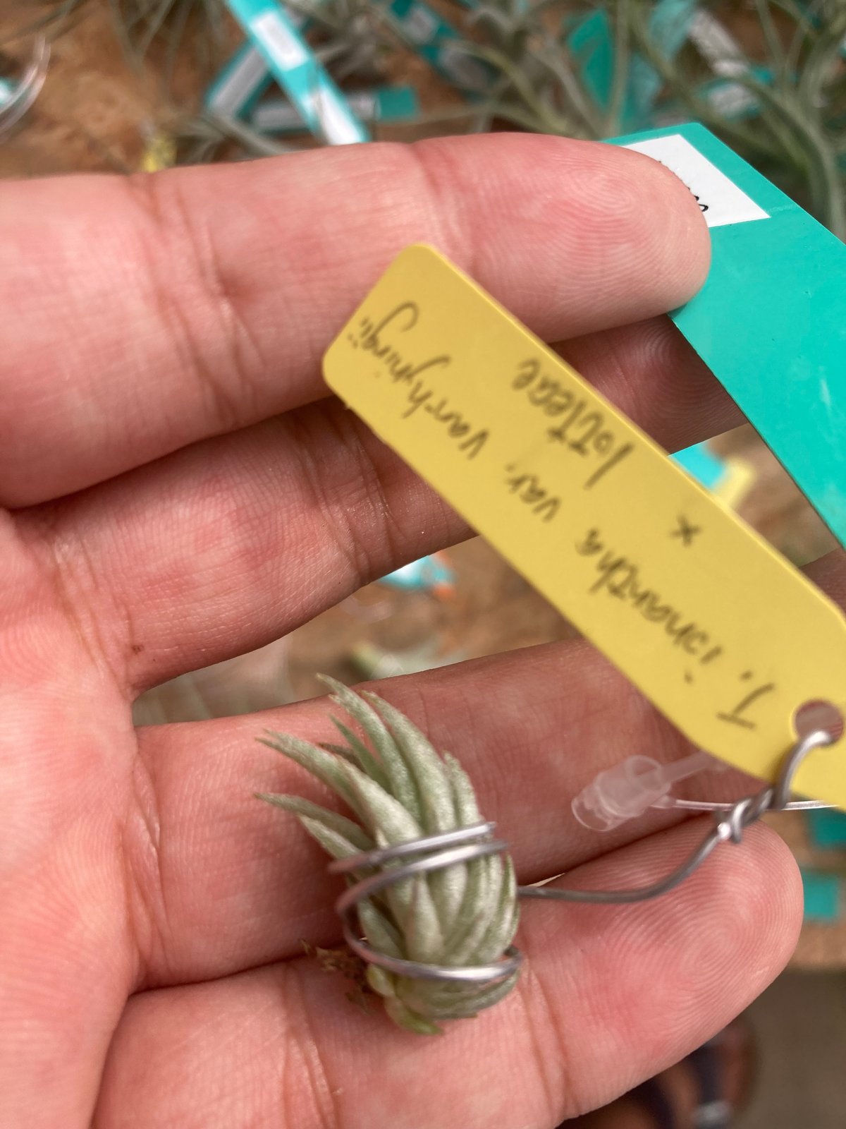 Ꭲ.ionantha var. van-hyningii minor × lotteae |