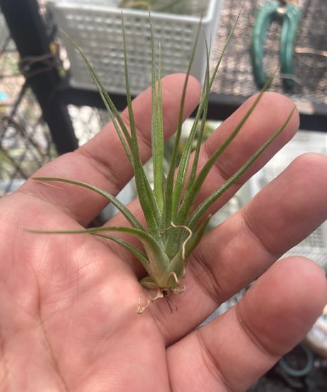 ブロメリア・エアープランツ Tillandsia 'Patricia McKeon from Domingo CATEGORY 交配種 | 【Good Field】エアープランツ専門店