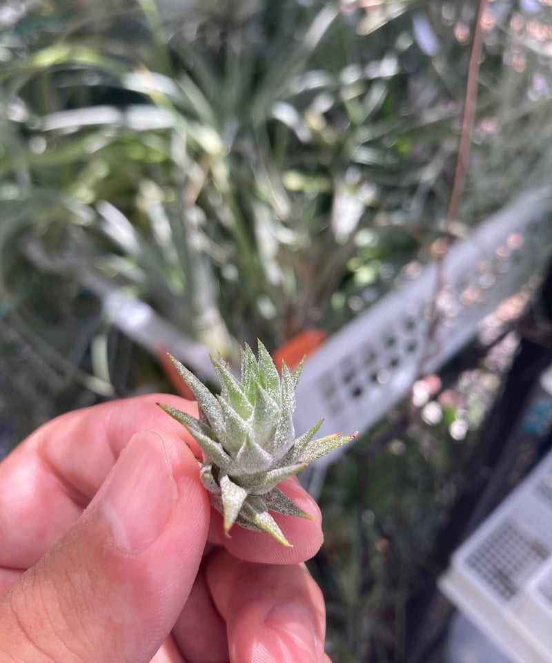 ブロメリア・エアープランツ T. ionantha var. van-hyningii Minor Jan Tillandsia Ionantha Vanhyningii Air Plants – Air Plant