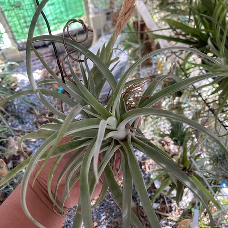 ティランジア・トメキー CATEGORY エアプランツ（チランジア）A～E | 常葉植物園 Tokiwa