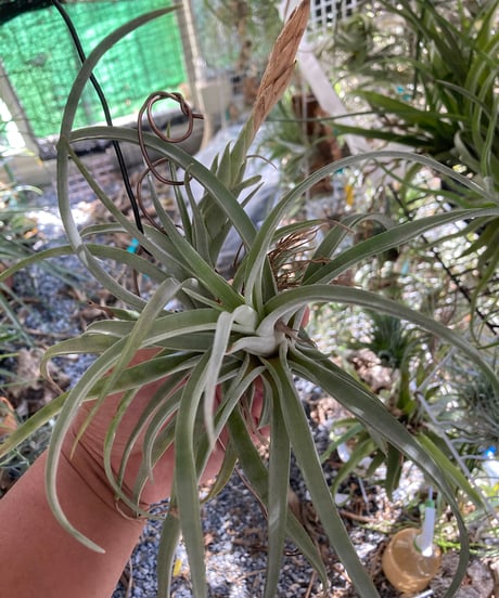 CATEGORY Tillandsia | 【Good Field】エアープランツ専門店