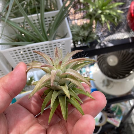 tillandsia | STORES