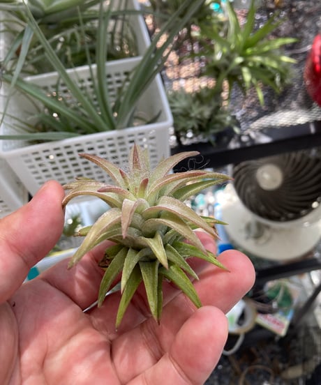 ブロメリア・エアープランツ A. Chocolate x N. Blushing Tiger N0592 コレクターズスペシャル(2018/11/23更新) – Air Plant Hub