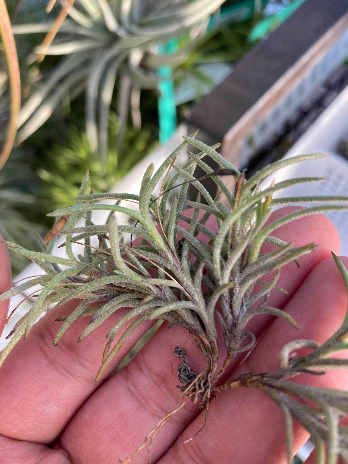 Ꭲ.capillaris ver cordobensis | 【Good Field】エアープ