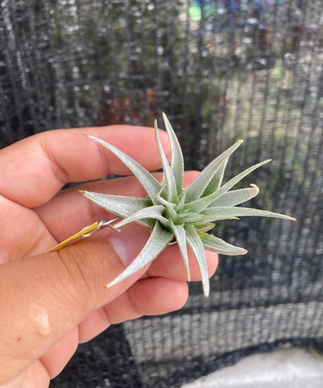 チランジア Awesome Amber チランジア ／ アウェサム アンバー (T.'Awesome Amber') | 常葉