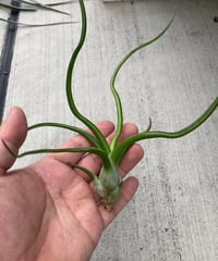 Ꭲ.bulbosa Gigante