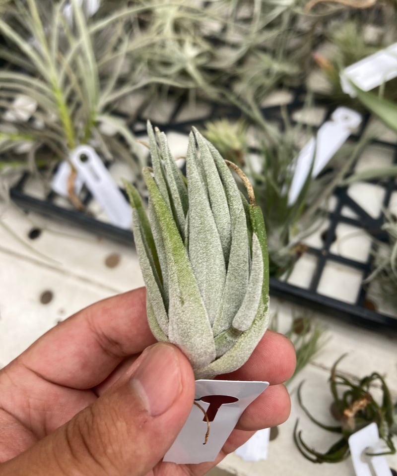 Ꭲ.brachyphylla | 【Good Field】エアープランツ専門店