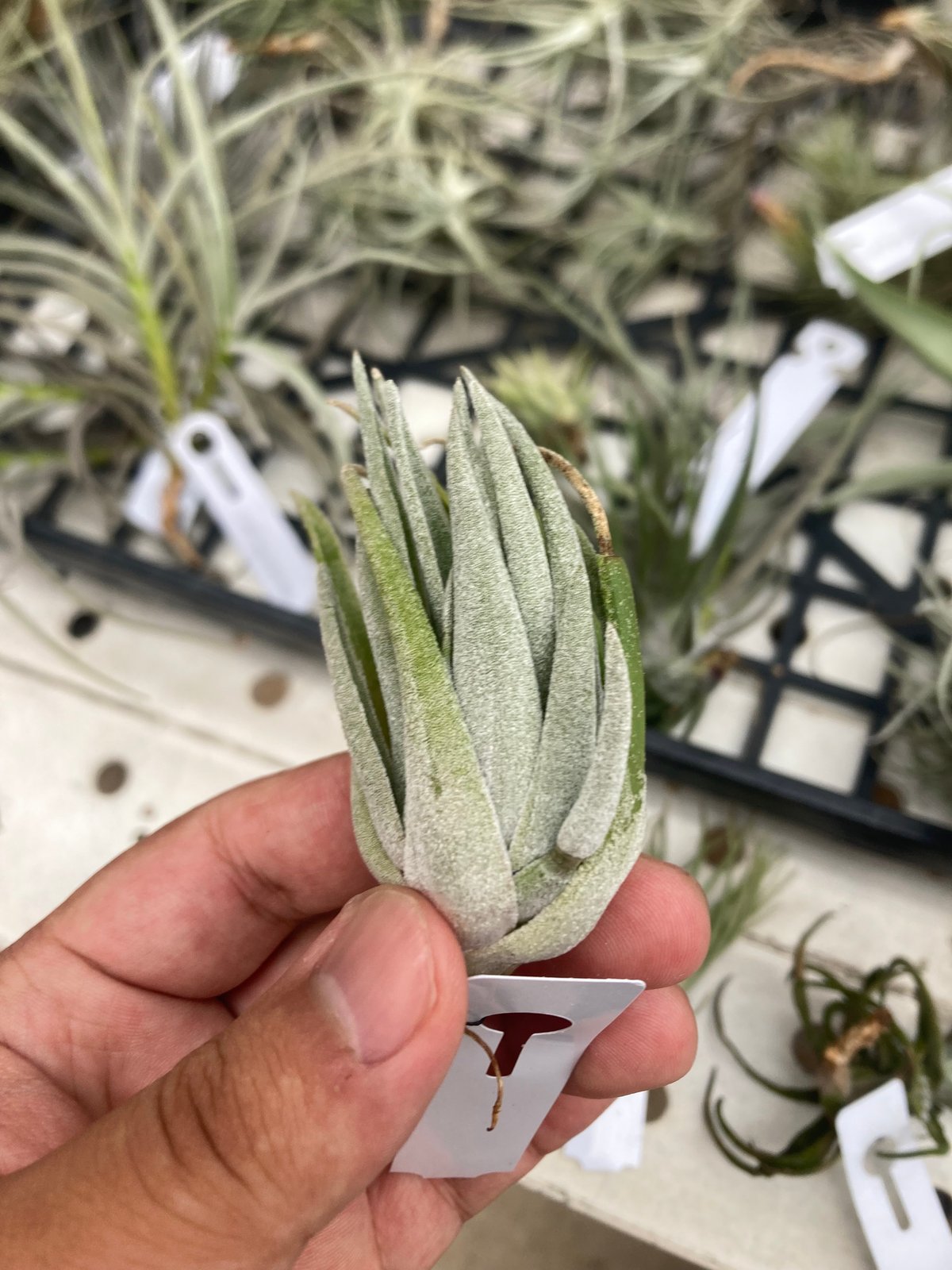 Tillandsia brachyphylla 超特価‼️ Ꭲ.brachyphylla | 【Good Field】エアープランツ専門店