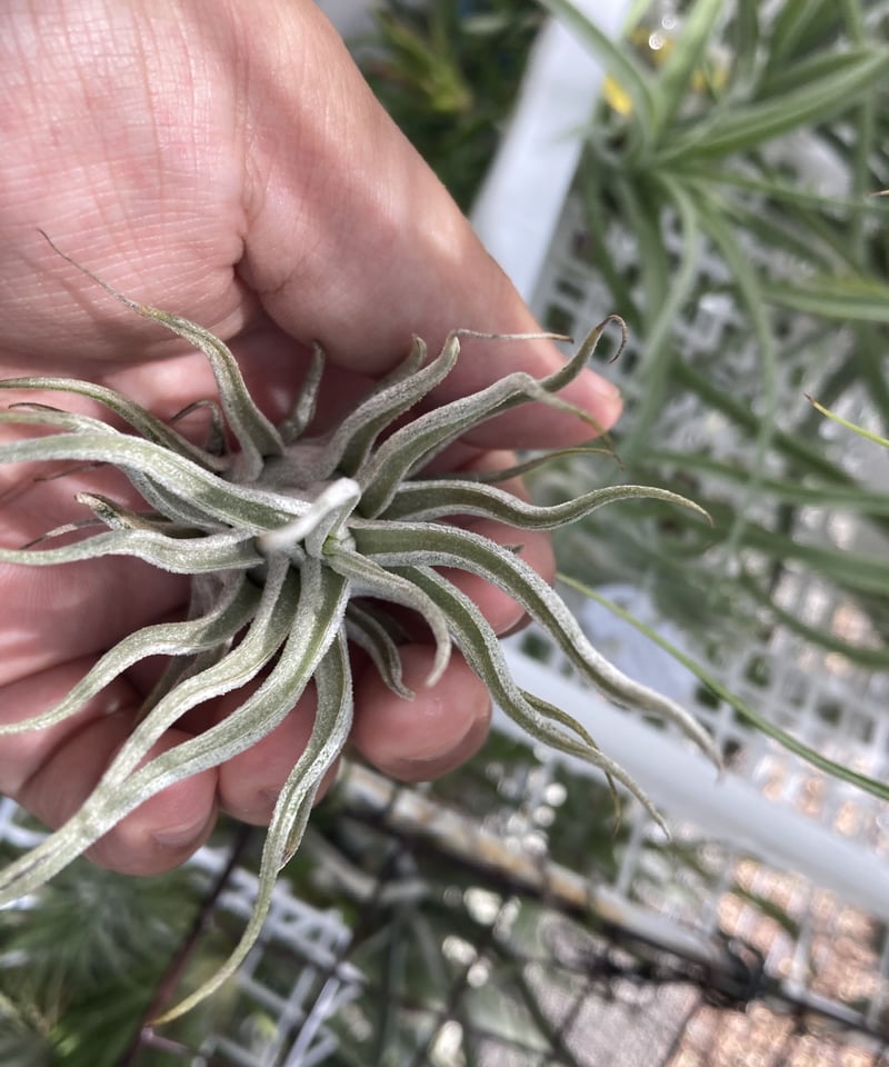 Ꭲ.Ty Fatso (ehlersiana × bulbosa) | 【Good Field