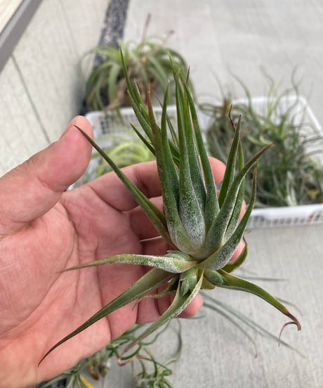 CATEGORY Tillandsia | 【Good Field】エアープランツ専門店