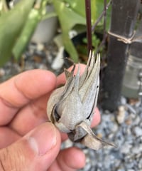 チランジア Pang Maralyn T.Pang Maralyn (xerographica×ionantha) | 【Good