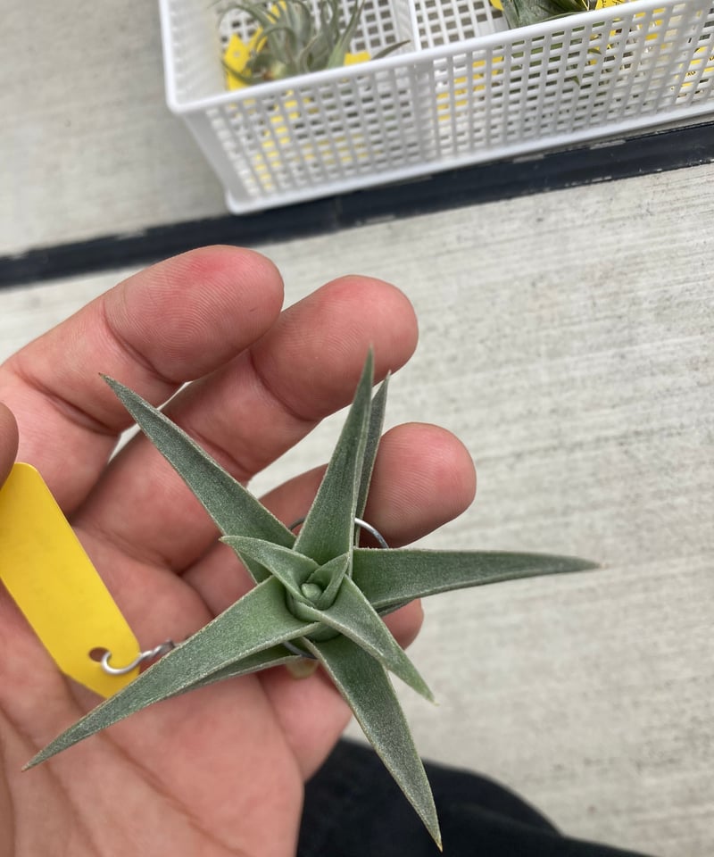 Ꭲ.edithae var araucariifolia | 【Good Field】エアープ