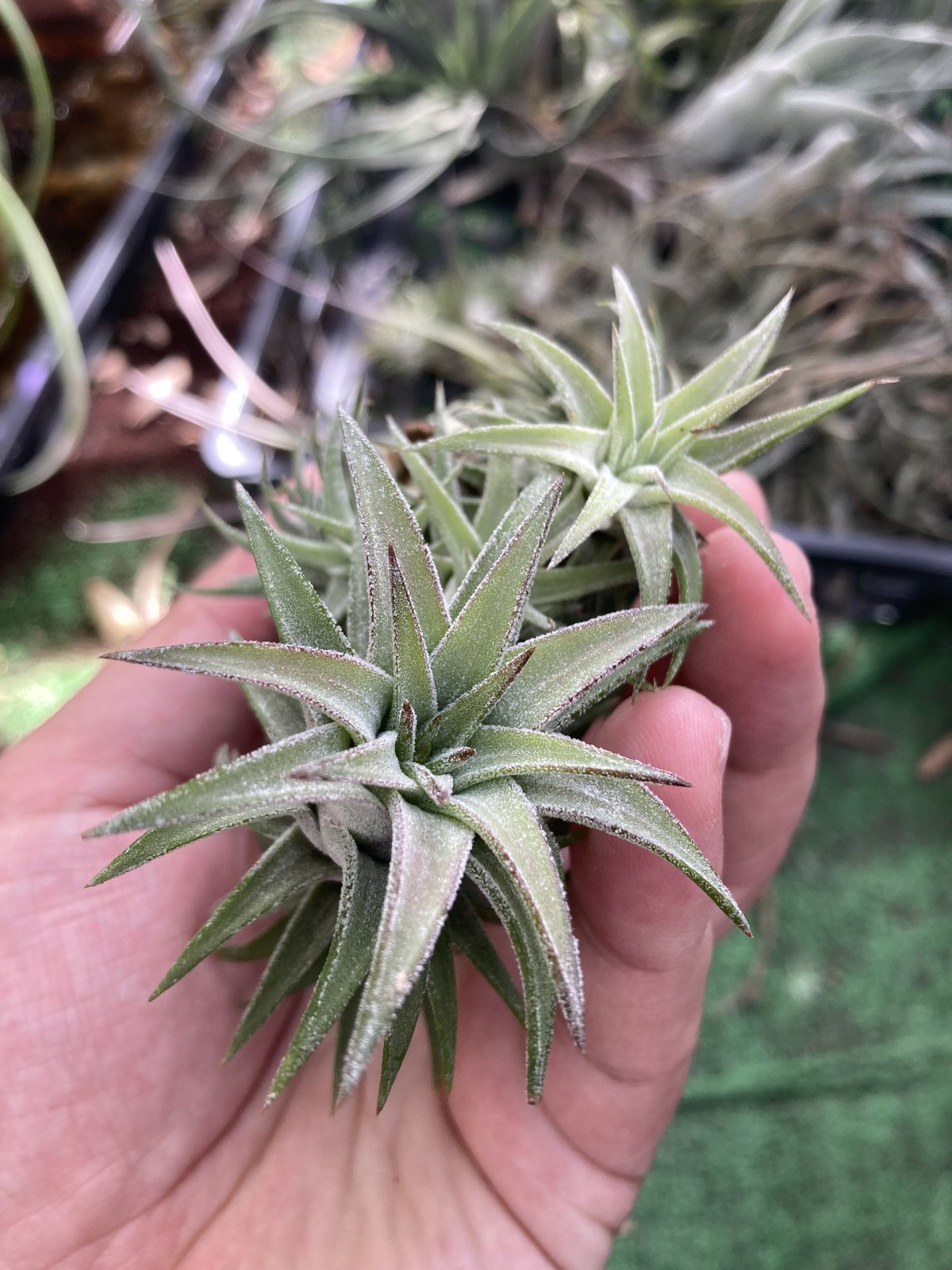 Ꭲ.ionantha var. van-hyningii | 【Good Field】エアープ