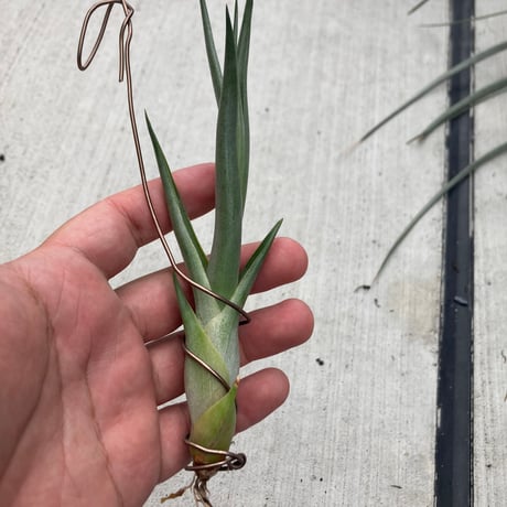 ティランジア | STORES