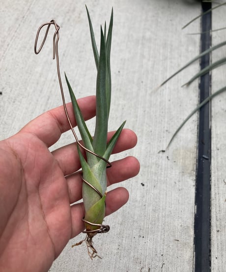 CATEGORY 交配種 | 【Good Field】エアープランツ専門店