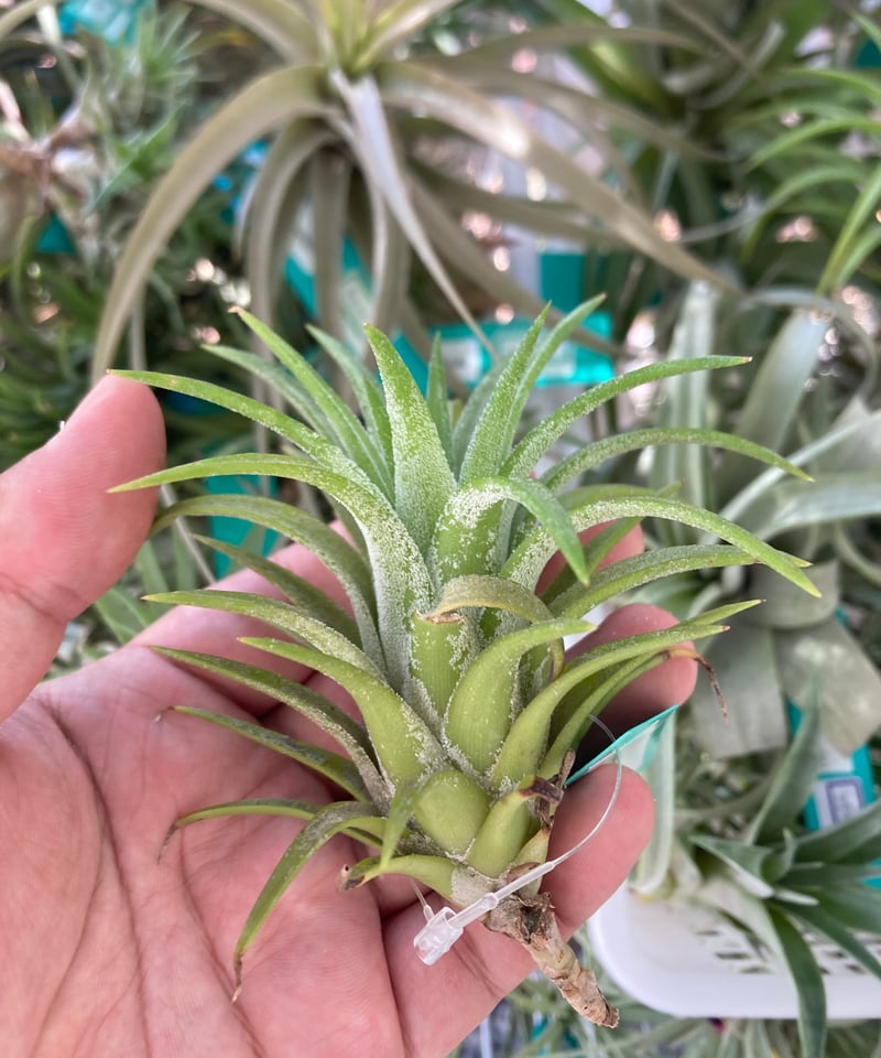 Ꭲ.ionantha var.van-hyningii Green Dragon | 【Goo