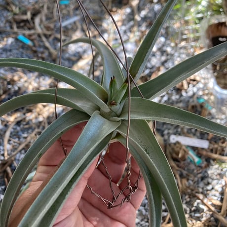 ティランジア | STORES