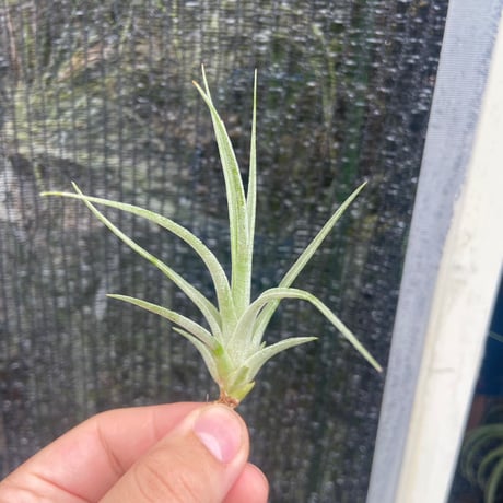 New Tillandsia Handbook ハードカバー New Tillandsia Handbook