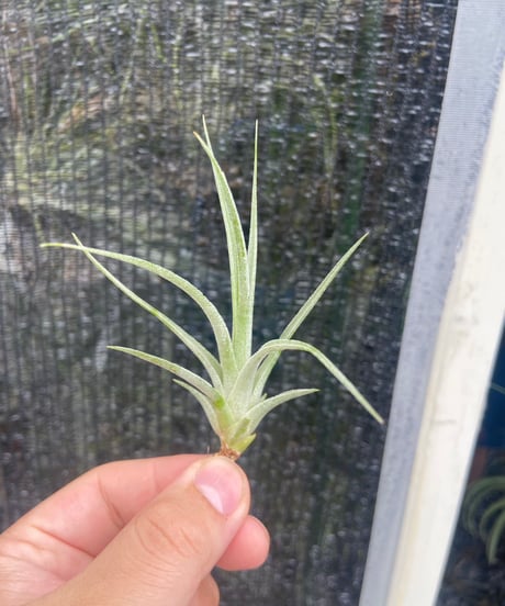 CATEGORY Tillandsia | 【Good Field】エアープランツ専門店