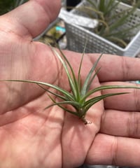 Ꭲ.Eric Knobloch Variegated | 【Good Field】エアープラン