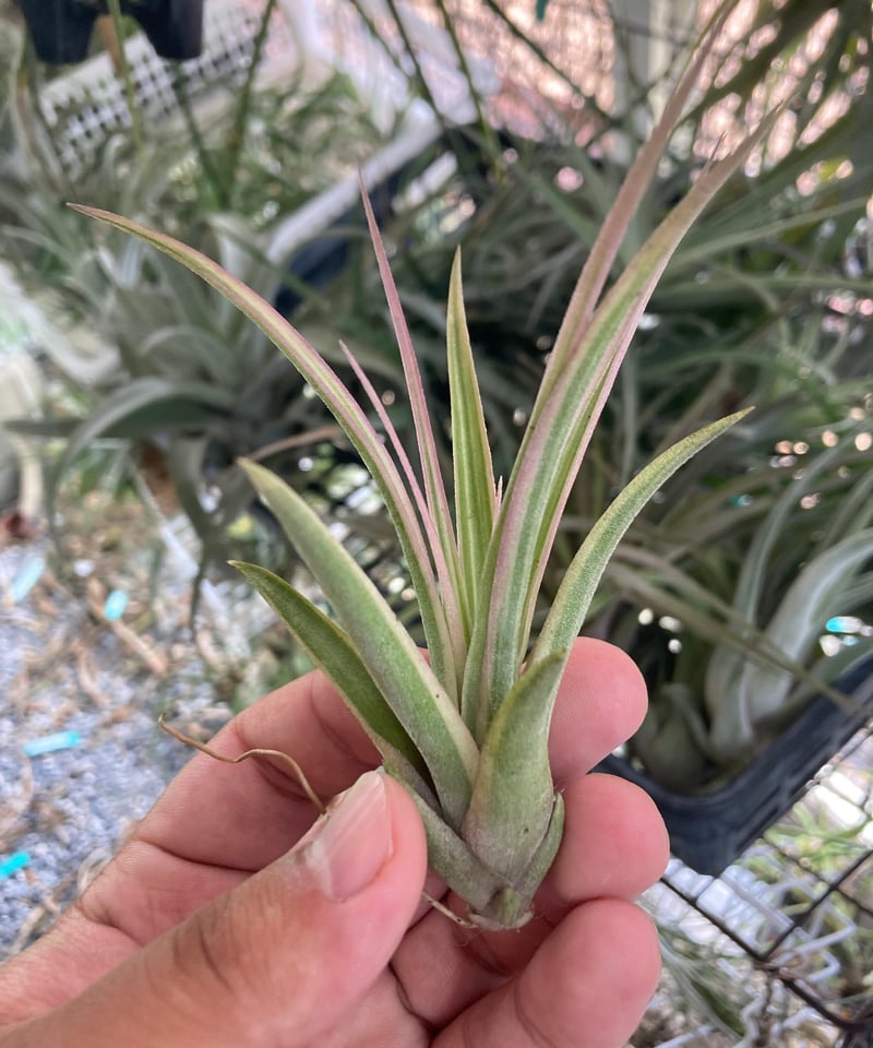Ꭲ.Eric Knobloch Variegated | 【Good Field】エアープラン