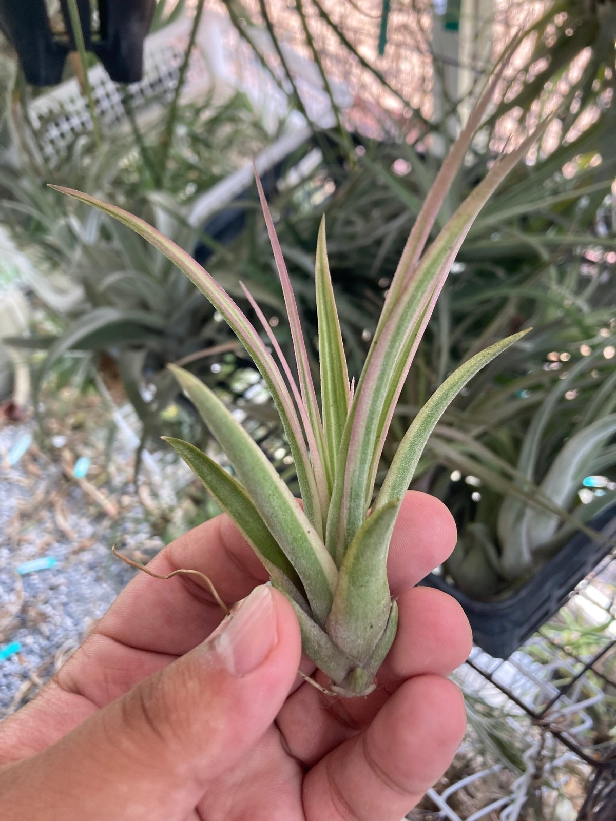 Eric Knobloch Variegated 速達発送 fit=scale-down,w=1200