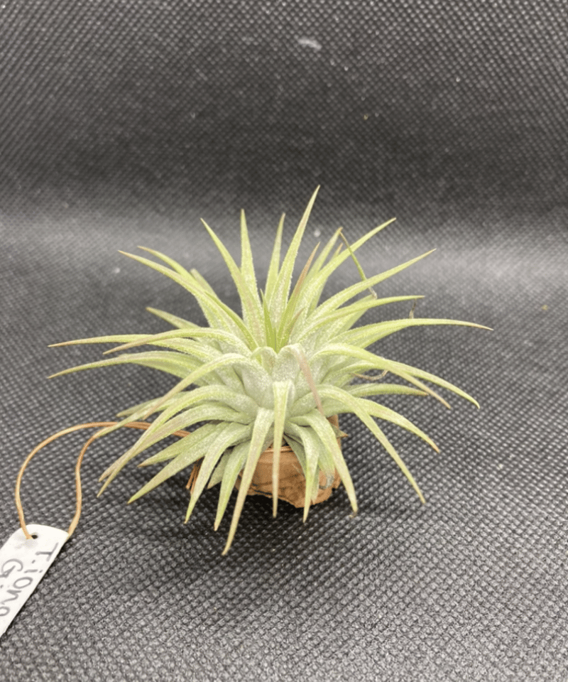 T.ionantha Gigante | 【Good Field】エアープランツ専門店