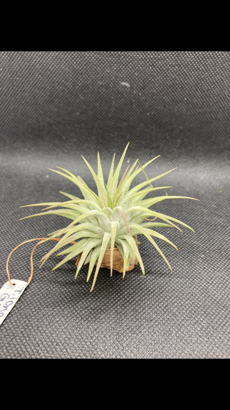 T.ionantha Gigante | 【Good Field】エアープランツ専門店