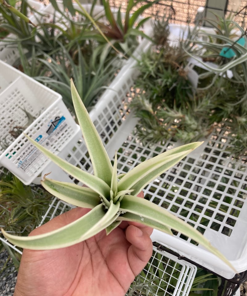 T.Deborah Ann | 【Good Field】エアープランツ専門店