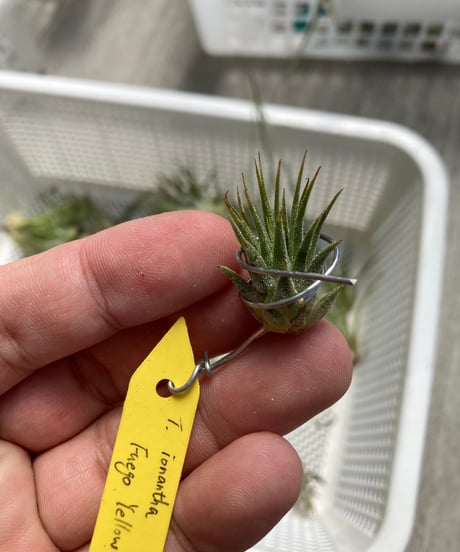 Ꭲ.ionantha Fuego Yellow | 【Good Field】エアープランツ専門店