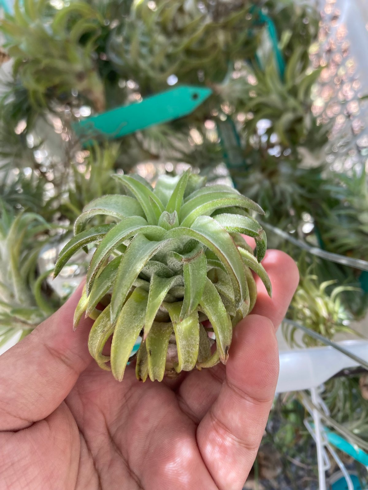 ブロメリア・エアープランツ T.ionantha var. van-hyningii JUMBO Tillandsia ionantha var. vanhyningii Jumbo | Buy Online