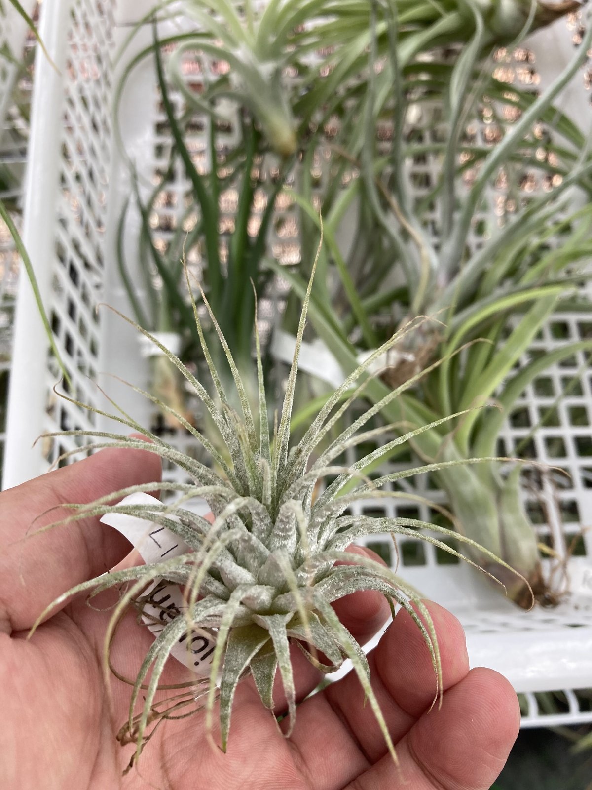 Ꭲ.ionantha zebrina | 【Good Field】エアープランツ専門店 Ꭲ.ionantha zebrina | 【Good Field】エアープランツ専門店
