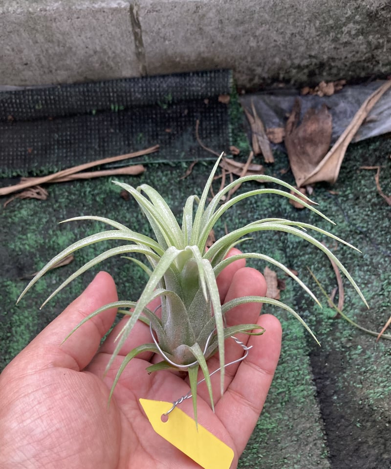 Tillandsia - ionantha 'Ron' (Asian Form) - Air Plant Decor