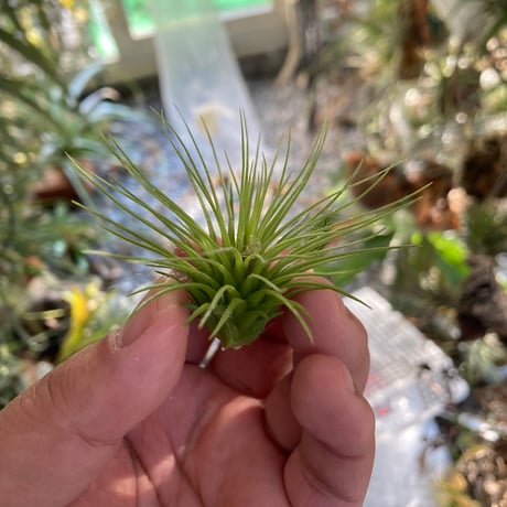 tillandsia | STORES
