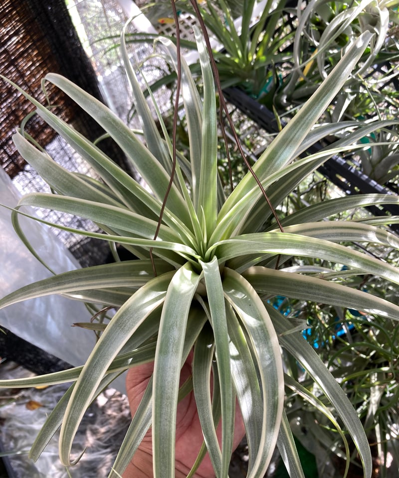 Tillandsia ‘Deborah Ann’（デボラアン） Tillandsia riohondoensis 'Deborah Ann' - Bird Rock Tropicals