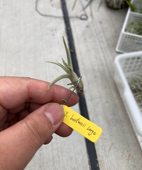 CATEGORY Tillandsia | 【Good Field】エアープランツ専門店