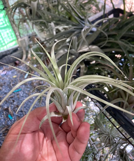 CATEGORY Tillandsia | 【Good Field】エアープランツ専門店