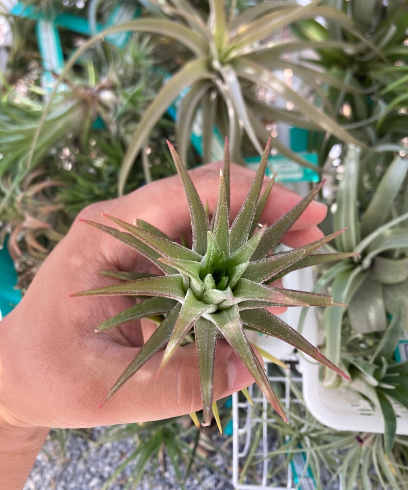Ꭲ.ionantha var.van-hyningii Red Dragon | 【Good