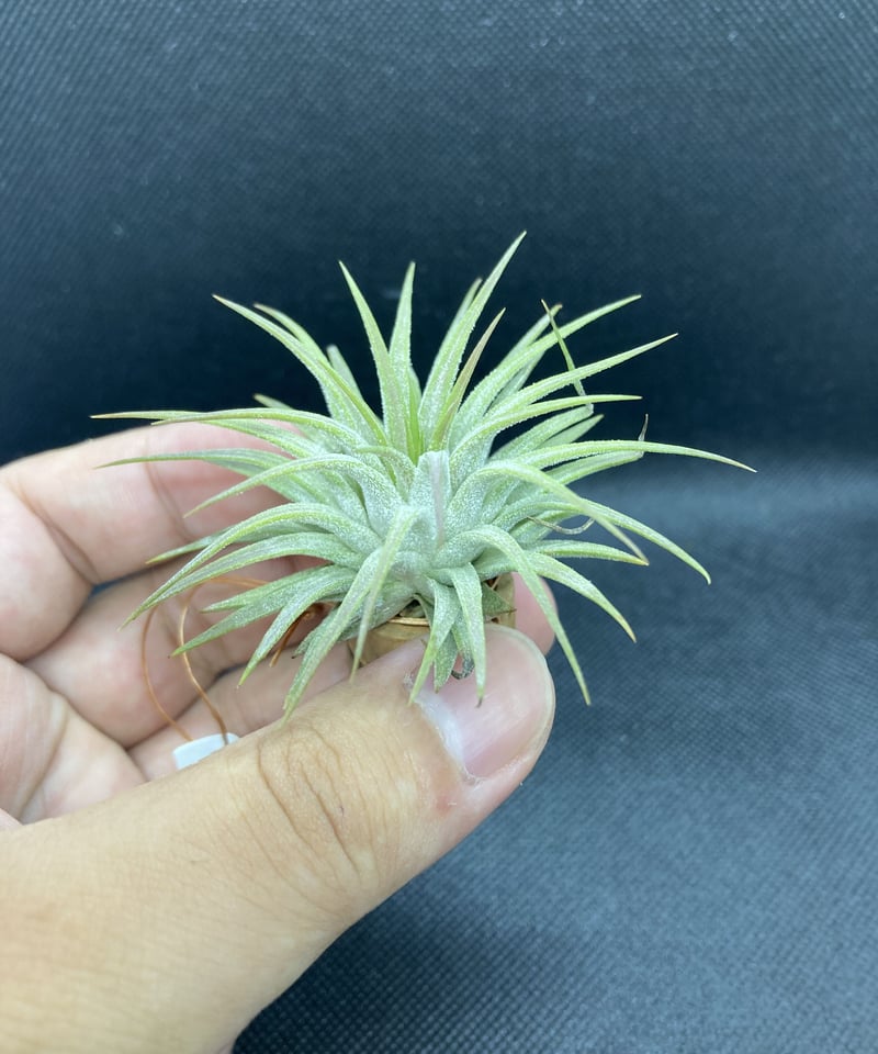 T.ionantha Gigante | 【Good Field】エアープランツ専門店