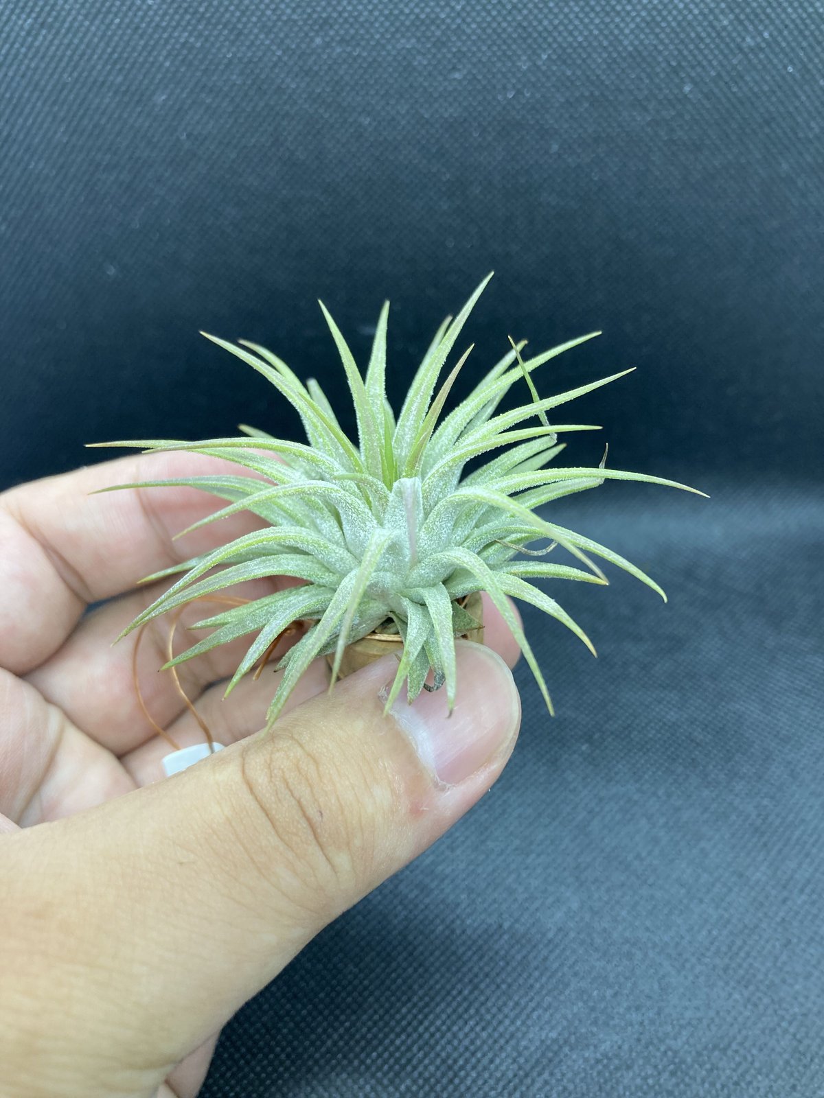 T.ionantha Gigante | 【Good Field】エアープランツ専門店