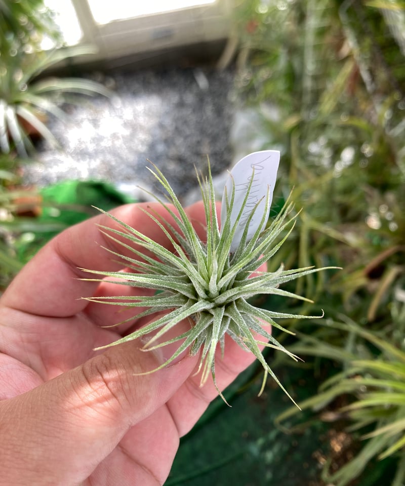 エアープランツ イオナンタメキシコ T ionantha Mexico Good Field